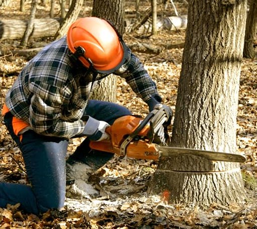 Tree Removal in Hunt Valley, MD